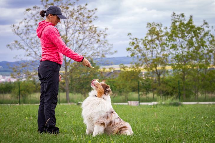 Course in Dog Training